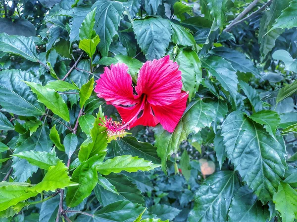 Plan Sélectif Une Fleur Rose Exotique Entourée Feuilles Fraîches — Photo