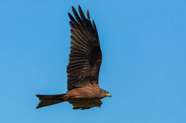 在阳光灿烂 万里无云的蓝天中 一只雄伟的褐色鹰在天空中飞翔 这是一个特写 — 图库照片