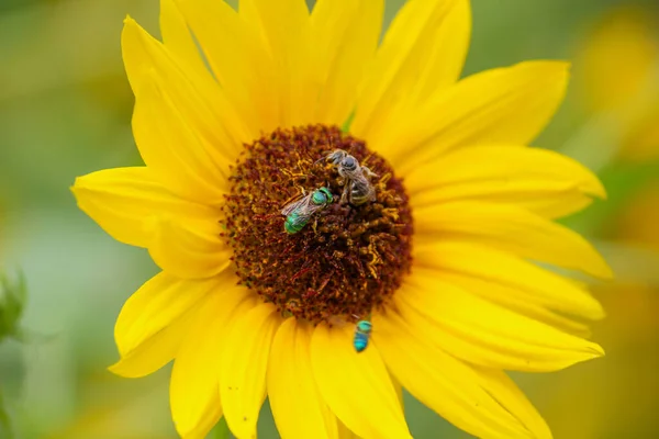 Yellow Sunflower Nature — Stock Photo, Image