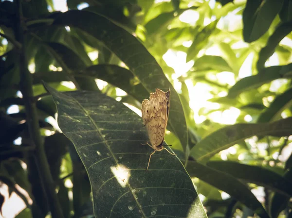 Primer Plano Una Mariposa Marrón Sobre Una Hoja Verde Bajo —  Fotos de Stock