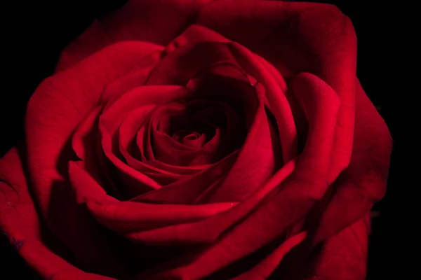 黒い背景に濃い赤のバラの頭の高い角度のショット — ストック写真