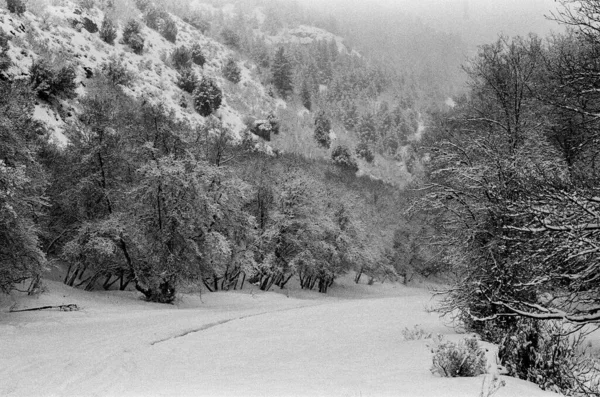 Plan Niveaux Gris Une Route Enneigée Entourée Arbres Secs — Photo