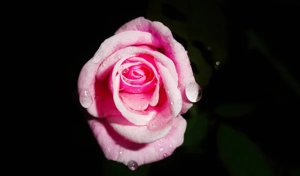 Closeup Shot Blooming Pink Rose Water Droplets — Stock Photo, Image