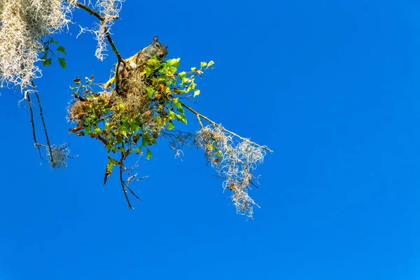 Écureuil Nourrir Dans Arbre Circle Bar Reserve Floride — Photo