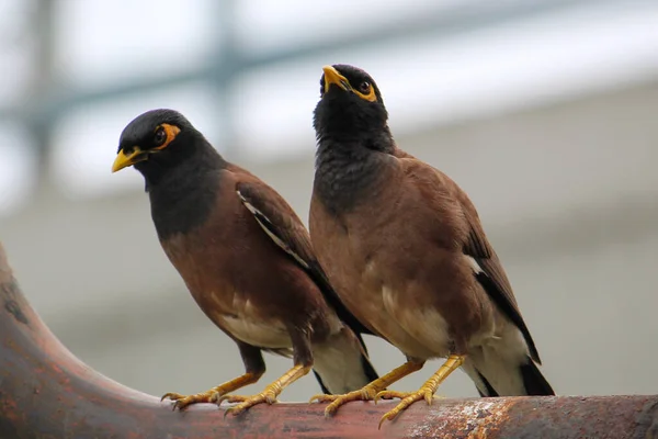 Doğada Iki Mynah Kuşu — Stok fotoğraf