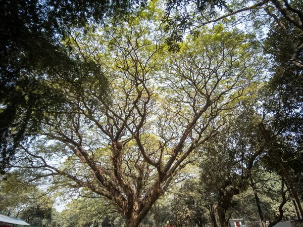 Malowniczy Widok Drzew Pod Słońcem Parku — Zdjęcie stockowe