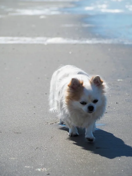 Eine Vertikale Nahaufnahme Eines Entzückenden Weißen Chihuahua Hundes Strand Bei — Stockfoto