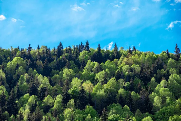 Krásná Krajina Listnatými Jehličnatými Stromy Lese — Stock fotografie