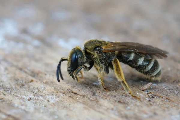 Een Closeup Shot Van Een Vrouwelijke Brons Furrow Bee Het — Stockfoto