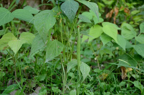 葉や植物が農場で成長している緑のフランス豆の選択的な焦点 — ストック写真