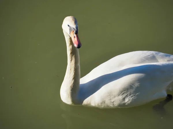 Hermoso Retrato Cisne Blanco Nadando Estanque — Foto de Stock