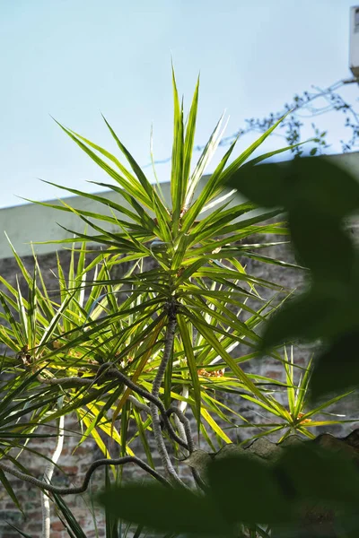 Vertical Shot Dracaena Marginata Plant Outdoors Daylight — Stock Photo, Image