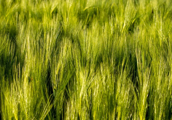 Closeup Shot Green Wheat Ears Field — Fotografia de Stock