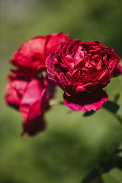 Vertical Shot Gorgeous Red Garden Roses — Fotografia de Stock