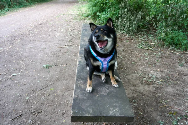 Egy Közeli Felvétel Fekete Kövér Shiba Inu Kutyáról Gallérral Egy — Stock Fotó