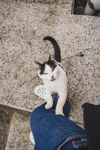 Vertikal Ovanifrån Vit Tamkatt Klättrar Ägarens Ben — Stockfoto