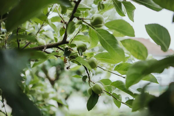 Ένα Κοντινό Πλάνο Πράσινα Μικρά Μήλα Στο Δέντρο — Φωτογραφία Αρχείου