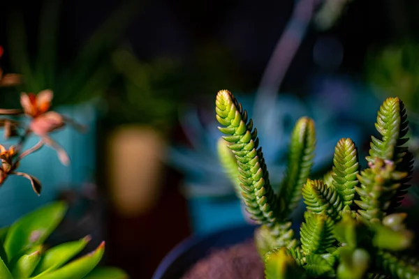 Gros Plan Belles Plantes Exotiques Intérieur — Photo