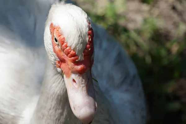 Gros Plan Canard Musqué Blanc Dans Jardin Faune — Photo