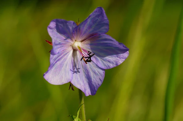 Blomma Äng Trana Solen Närbild Med Detaljer Och Vackra Skuggor — Stockfoto