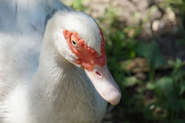 Gros Plan Canard Musqué Blanc Dans Jardin Faune — Photo
