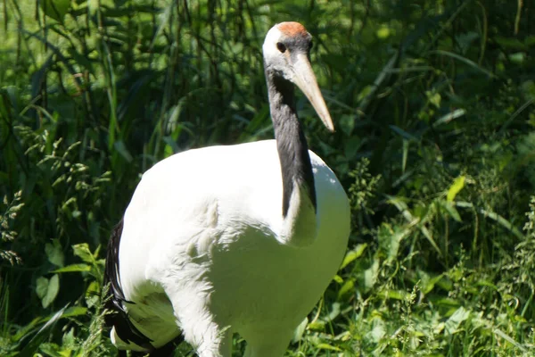 Une Grue Blanche Avec Long Cou Noir Dans Champ Vert — Photo