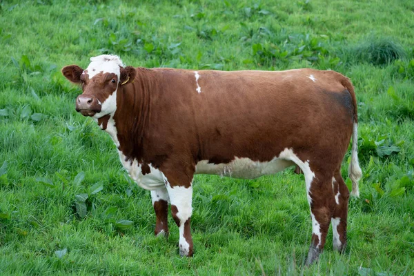 Vaca Ayrshire Campo Irlanda —  Fotos de Stock