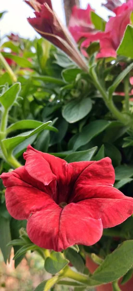 아름다운 페튜니아 꽃식물의 — 스톡 사진