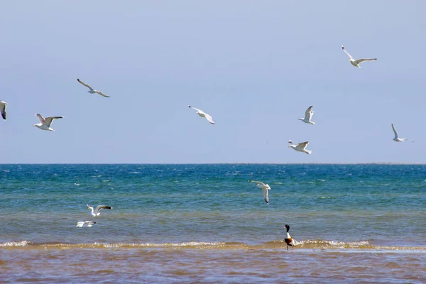 Eine Gruppe Von Möwen Und Seeschwalben Fliegt Über Eine Meeresküste — Stockfoto