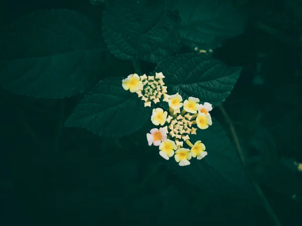 Ένα Κοντινό Πλάνο Της Πολύχρωμης Lantana Στον Κήπο — Φωτογραφία Αρχείου