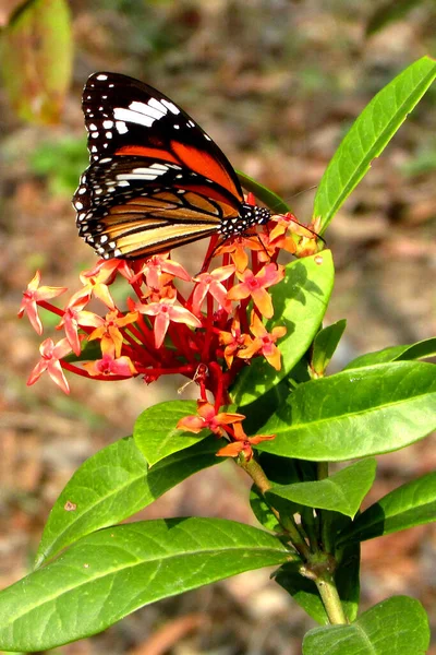 Makro Záběr Monarcha Motýla Červené Santan Květy Rozmazaném Pozadí — Stock fotografie