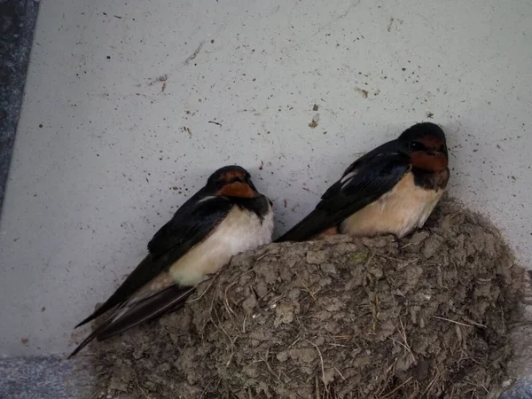 Closeup Swallow Birds Perched Surface — Stock Fotó