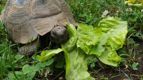 Eine Riesenschildkröte Neben Salatblättern Auf Dem Boden — Stockfoto