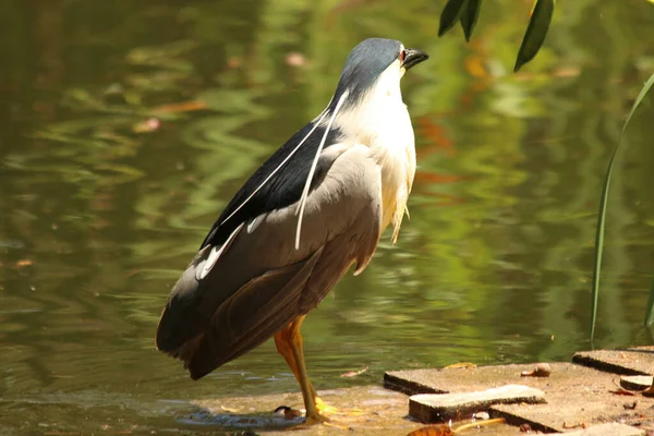 湖の隣の岩の上に突き出た灰色と白の鳥のクローズアップ — ストック写真