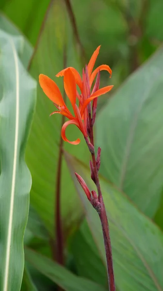 Tiro Seletivo Foco Uma Planta Flowering Lírio Canna Vermelho Que — Fotografia de Stock