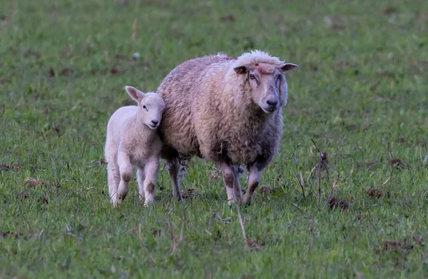 田舎の晴れた日に草の畑に子羊と母羊 — ストック写真