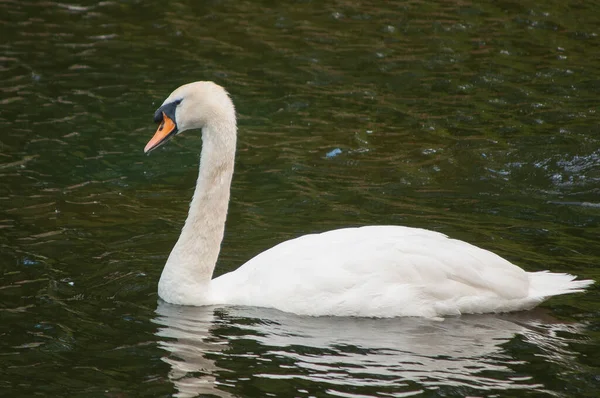 Retrato Cisne Mudo Cignus Olor — Fotografia de Stock