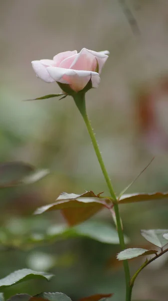 Bahçede Yetişen Pembe Gül Çiçeğinin Seçici Odak Noktası — Stok fotoğraf