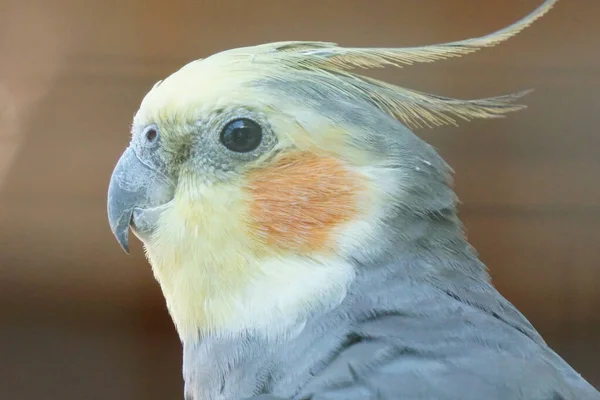 Primo Piano Del Colorato Ritratto Del Pappagallo Corella Uno Sfondo — Foto Stock