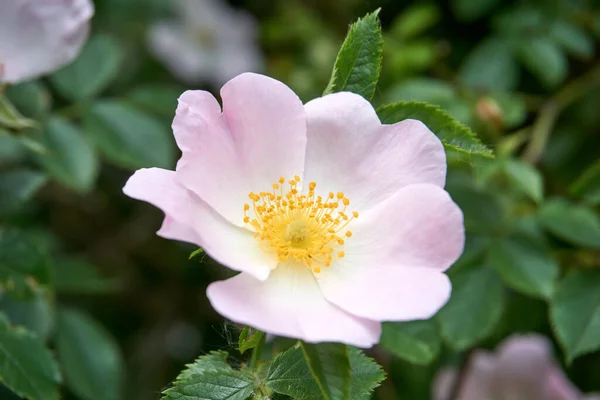Zbliżenie Ujęcia Kwiatu Róży Jasnozielonymi Liśćmi Rosnącymi Ogrodzie Botanicznym — Zdjęcie stockowe