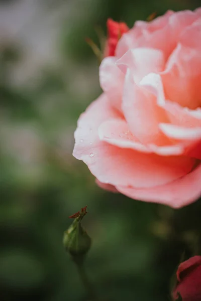 一缕垂直的粉红花园花瓣升起了 — 图库照片