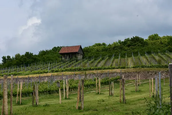 Viniční Plantáž Pod Zataženou Oblohou — Stock fotografie