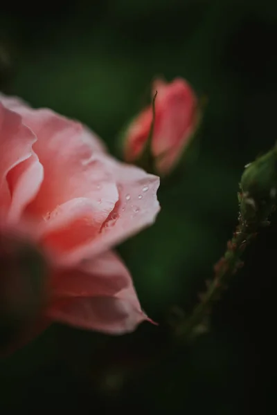 Ένα Κάθετο Πλάνο Από Πέταλα Ενός Πανέμορφου Ροζ Τριαντάφυλλου Κήπου — Φωτογραφία Αρχείου