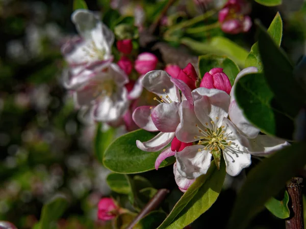 リンゴの木の花の選択的フォーカスショット — ストック写真