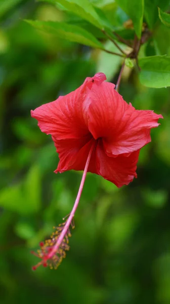 Plan Sélectif Une Plante Fleurs Rouge Hibiscus Poussant Dans Jardin — Photo