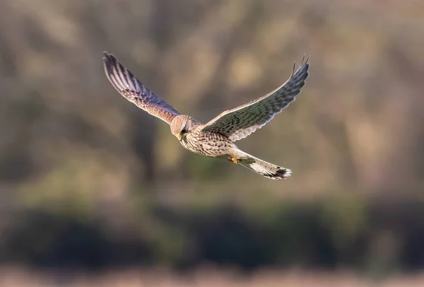 Tiro Foco Seletivo Falcão Voando Alto Natureza — Fotografia de Stock