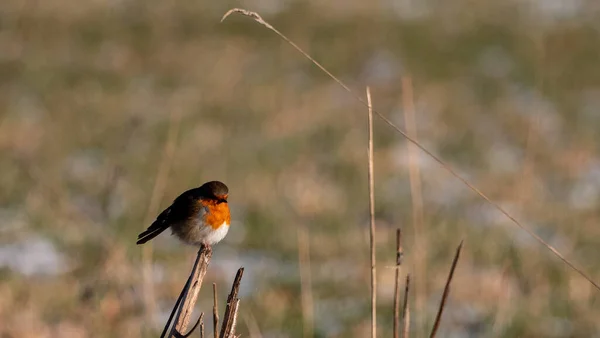 Primo Piano Pettirosso Europeo Appollaiato Erba Marrone — Foto Stock