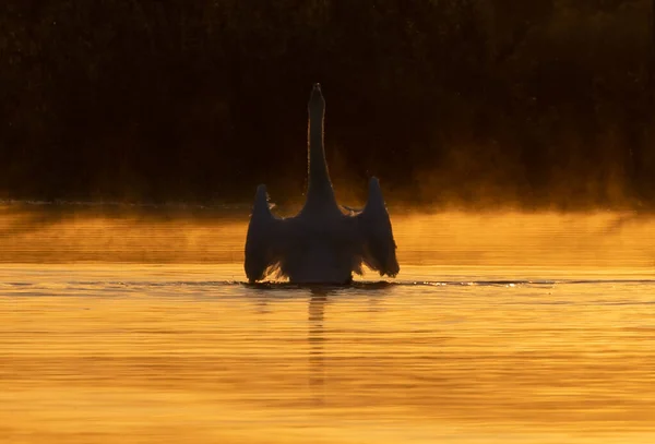 Крупним Планом Силует Лебедя Озері Заході Сонця — стокове фото