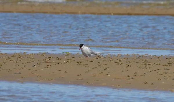 Oiseau Sterne Commun Perché Sur Une Plage — Photo