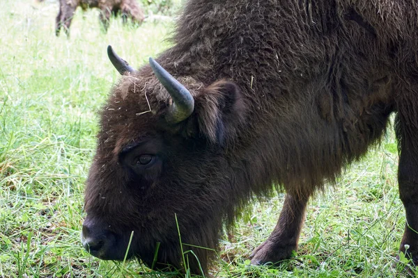 一只野牛在开阔的田野里吃青草时的特写镜头 — 图库照片